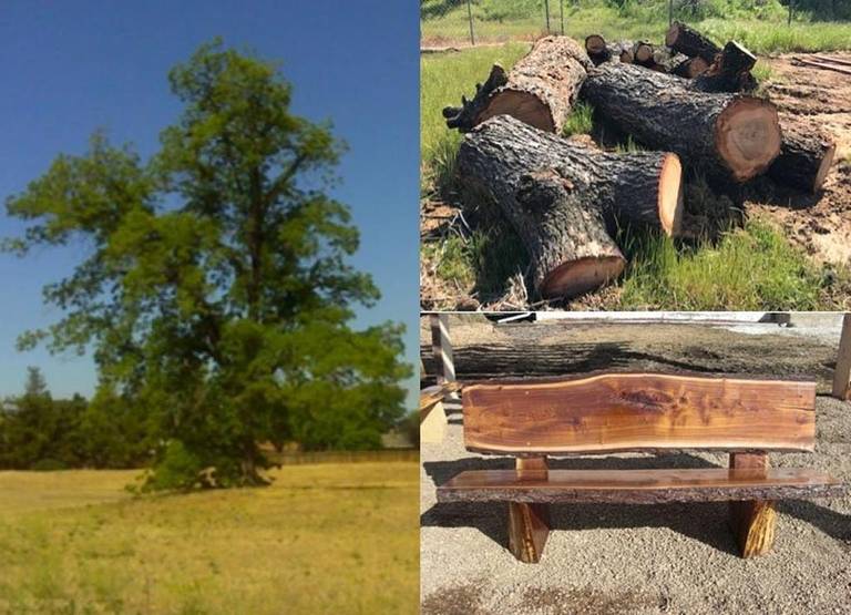 Black Walnut Trees Clovis California Custom Benches